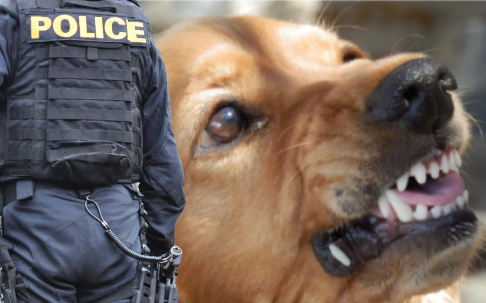 Policie pes