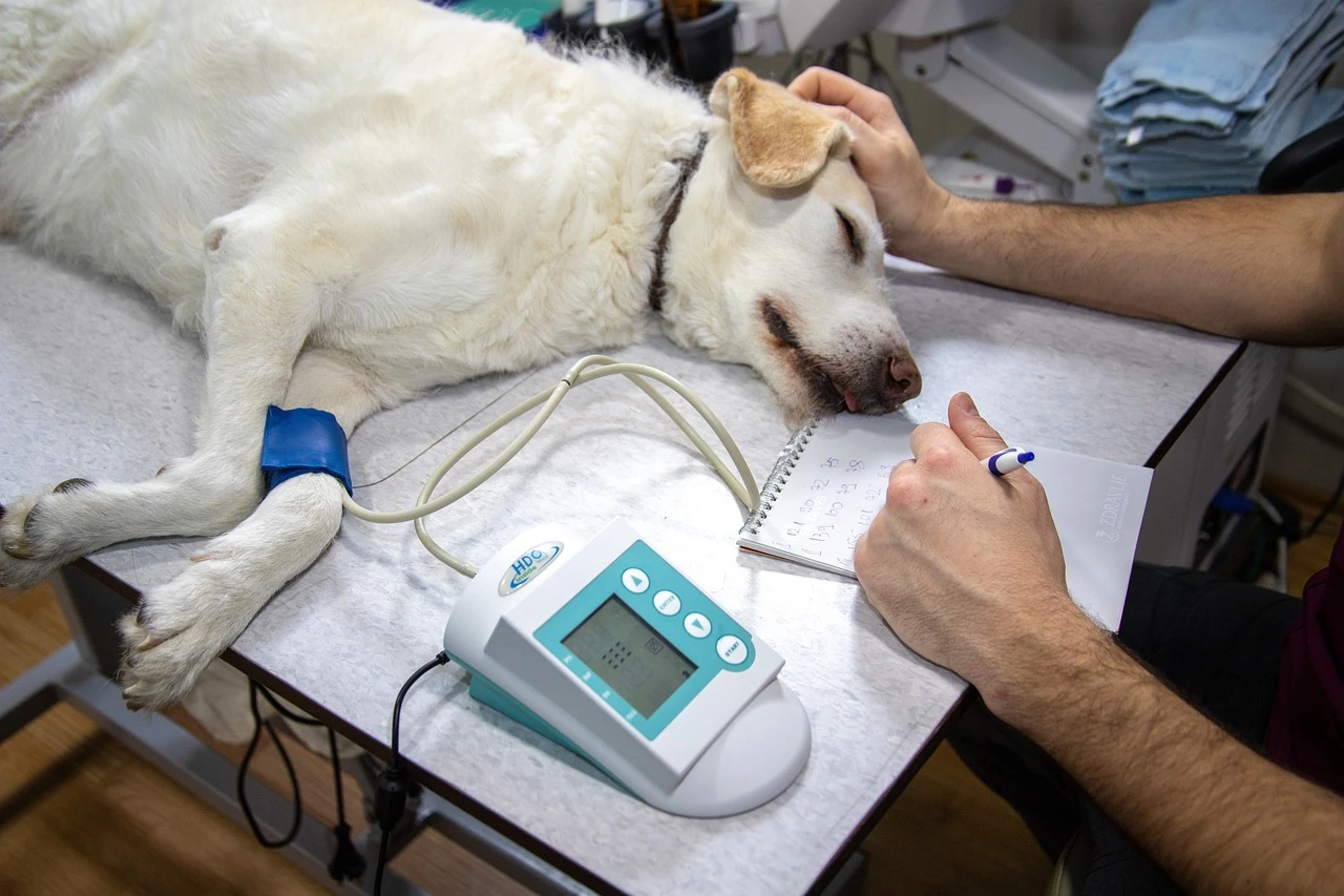 Veterinární vyšetření