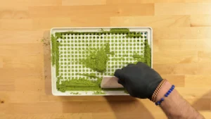 Plnění kratomu do kapslí