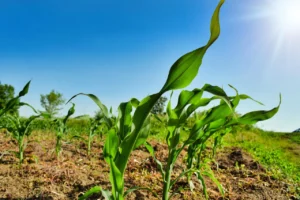 plant, agriculture, business, corn, country, countryside, crop, cultivation, farming, farmland, field, green, ground, growth, the bodice, maize, nature, organic, outdoor, outdoors, rural, soil, spring, sunshine, young