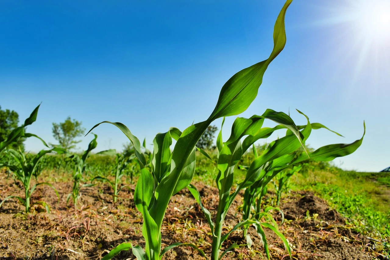 plant, agriculture, business, corn, country, countryside, crop, cultivation, farming, farmland, field, green, ground, growth, the bodice, maize, nature, organic, outdoor, outdoors, rural, soil, spring, sunshine, young